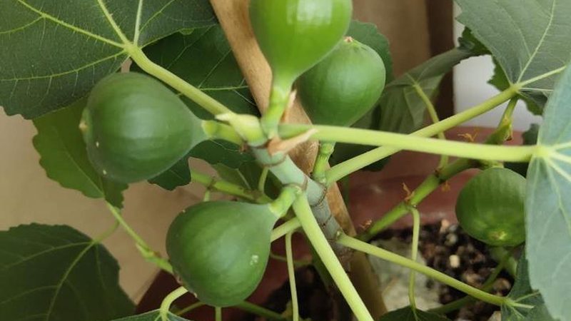 IT咨询与系统集成：收费差异解析